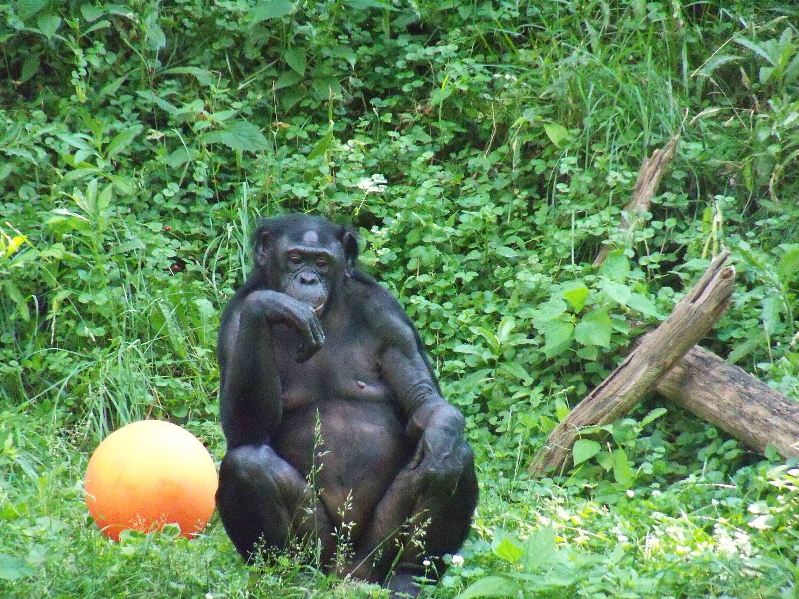 Bonobo