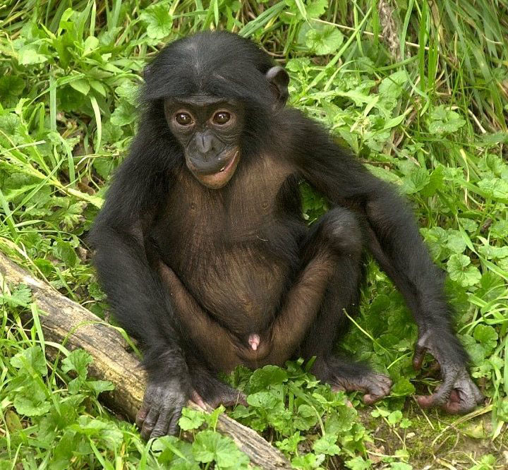 Bonobo
