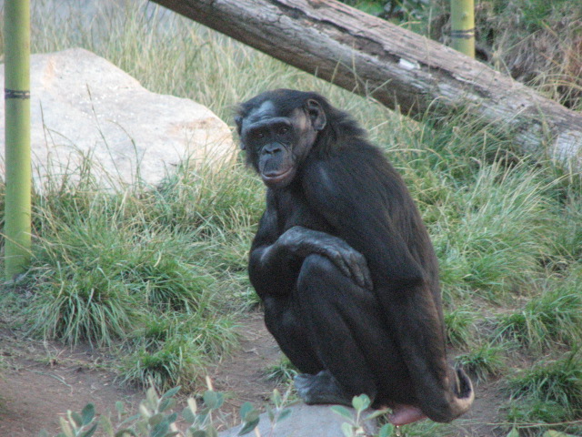 Bonobo
