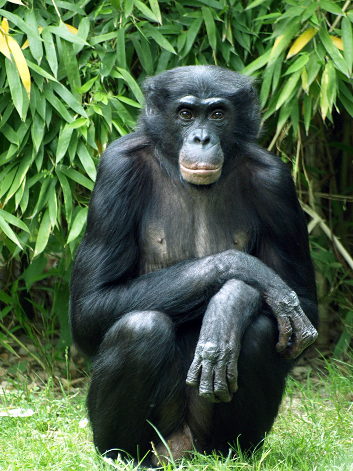 Bonobo