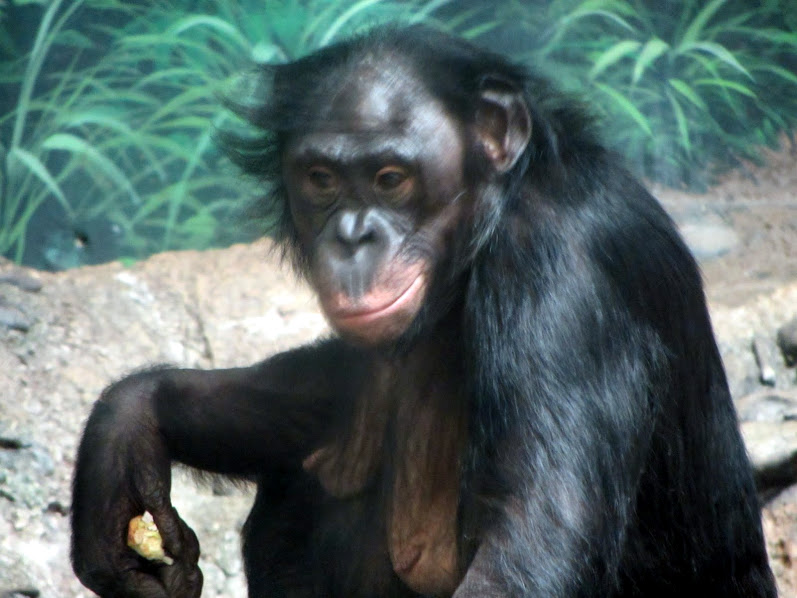 Bonobo