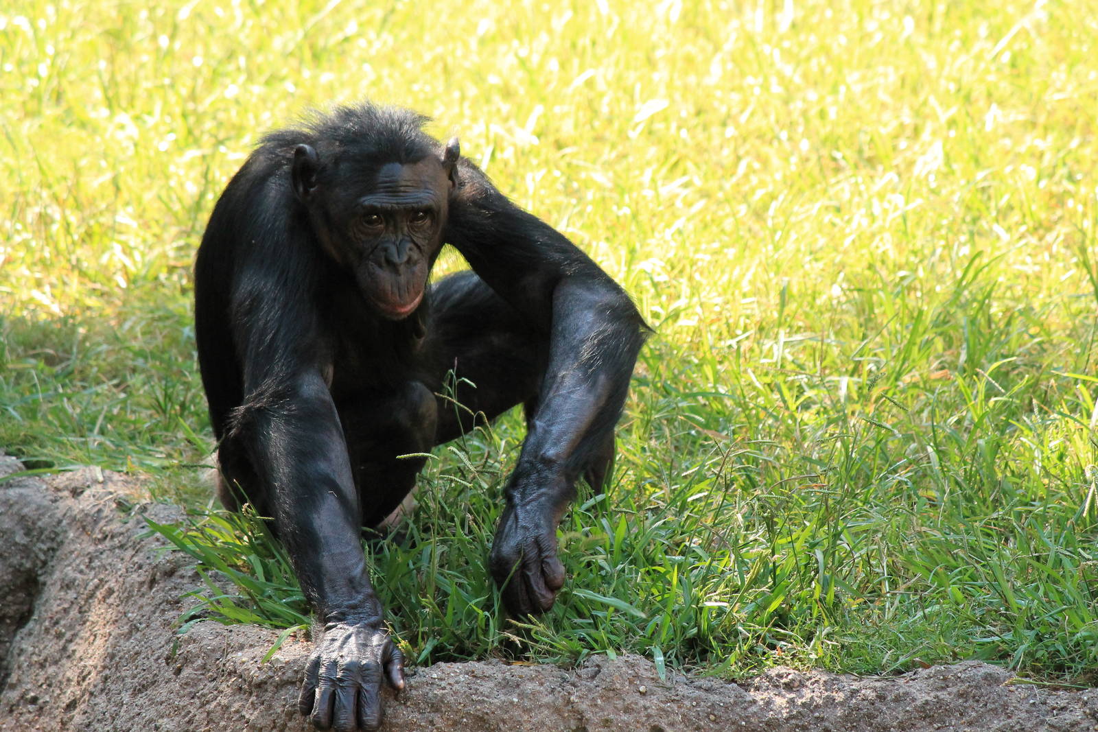Bonobo