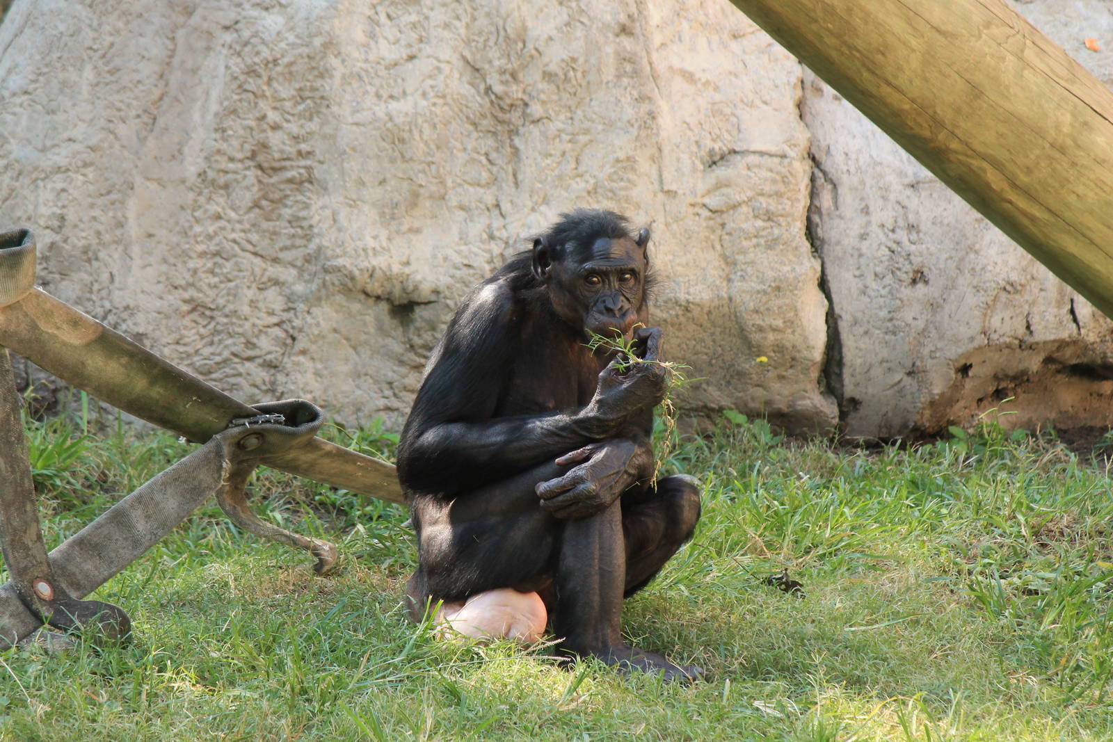 Bonobo