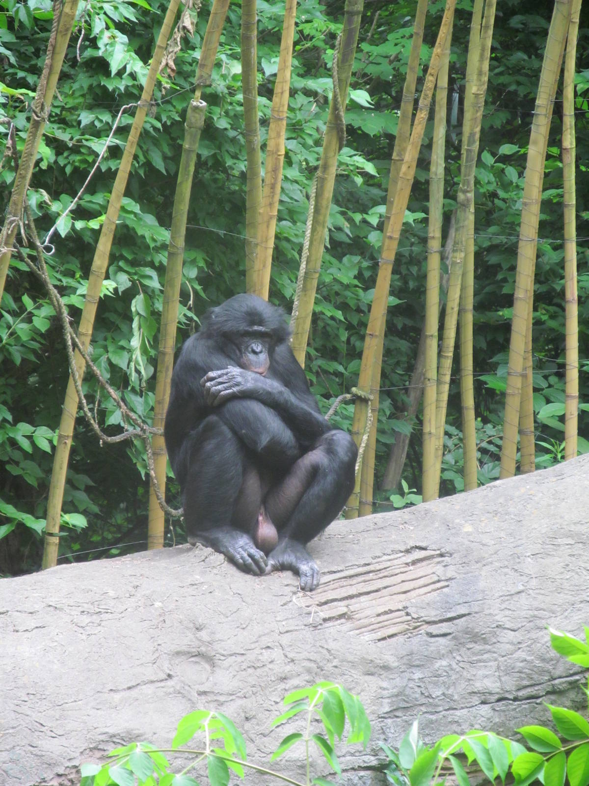 Bonobo