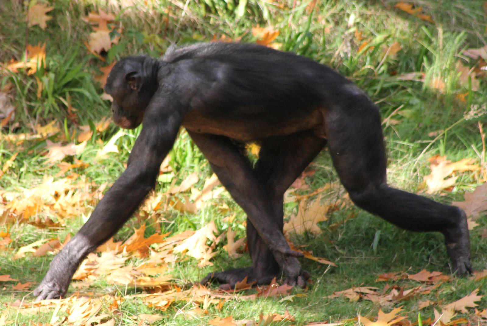 Bonobo