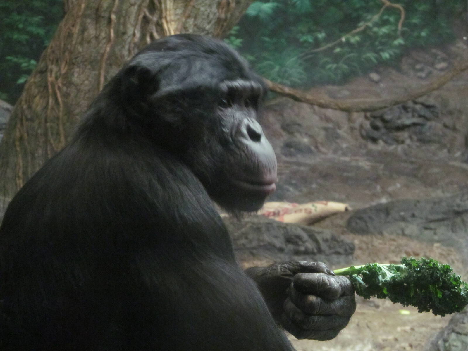 Bonobo