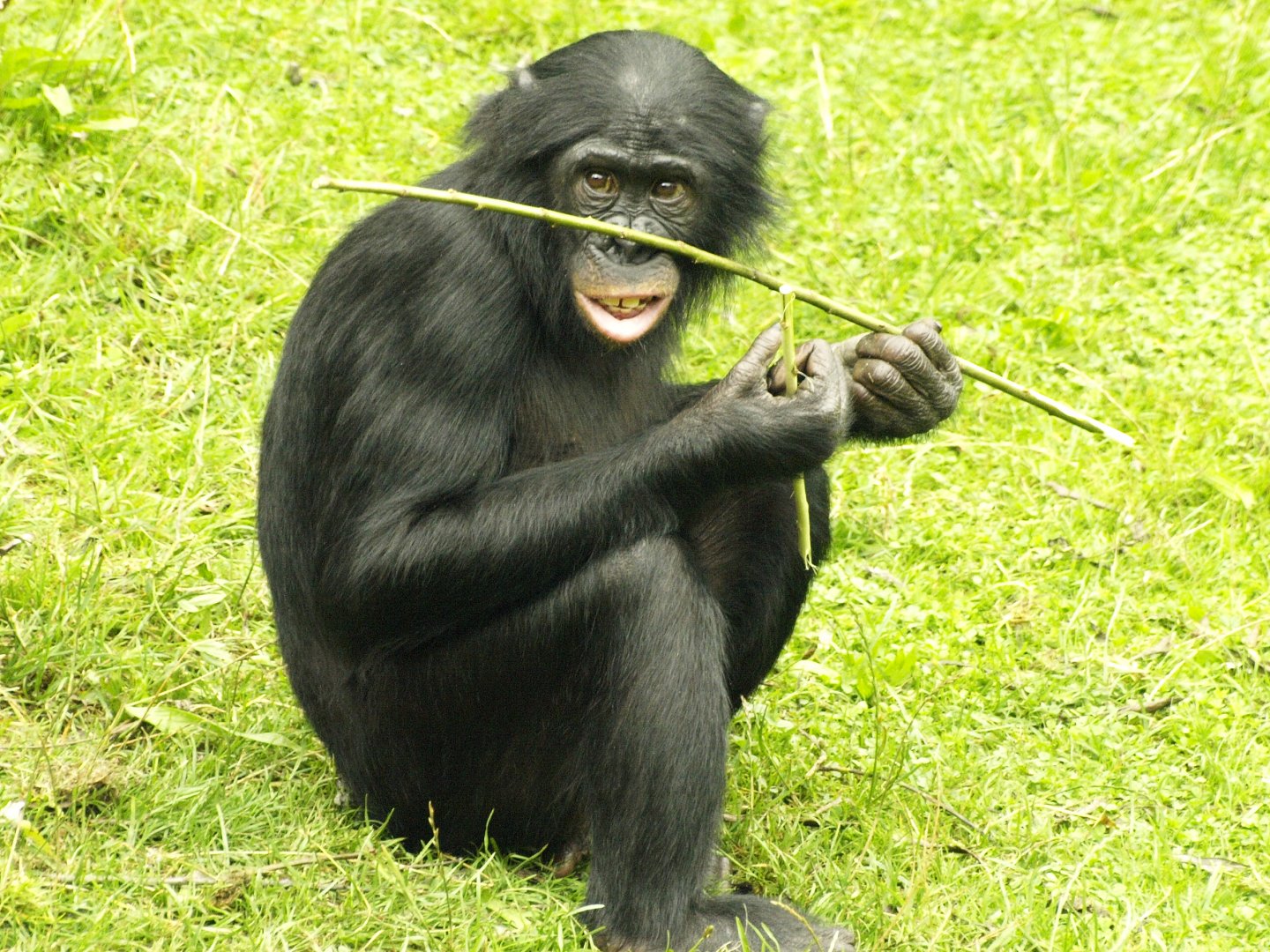 Bonobo