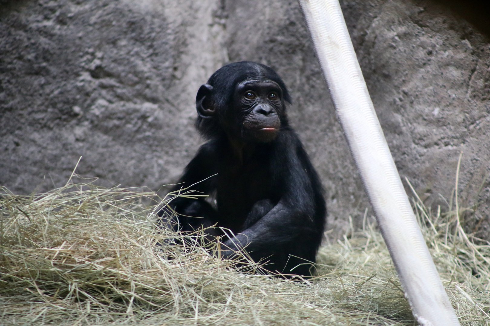 Bonobo