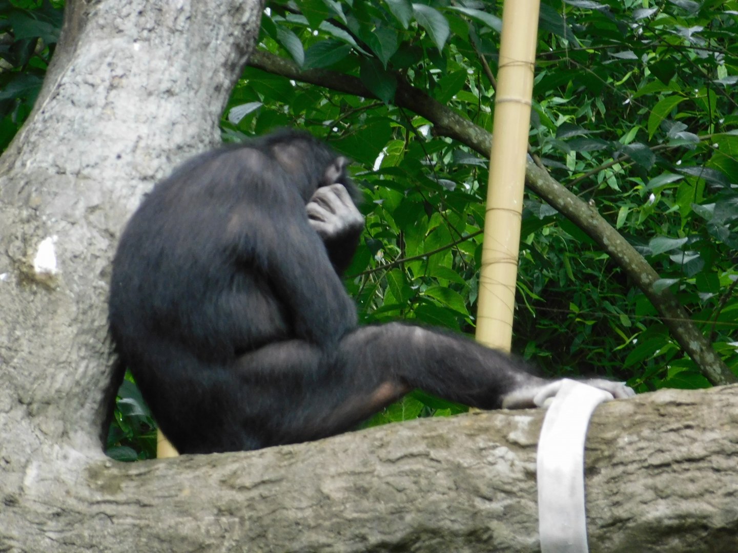 Bonobo