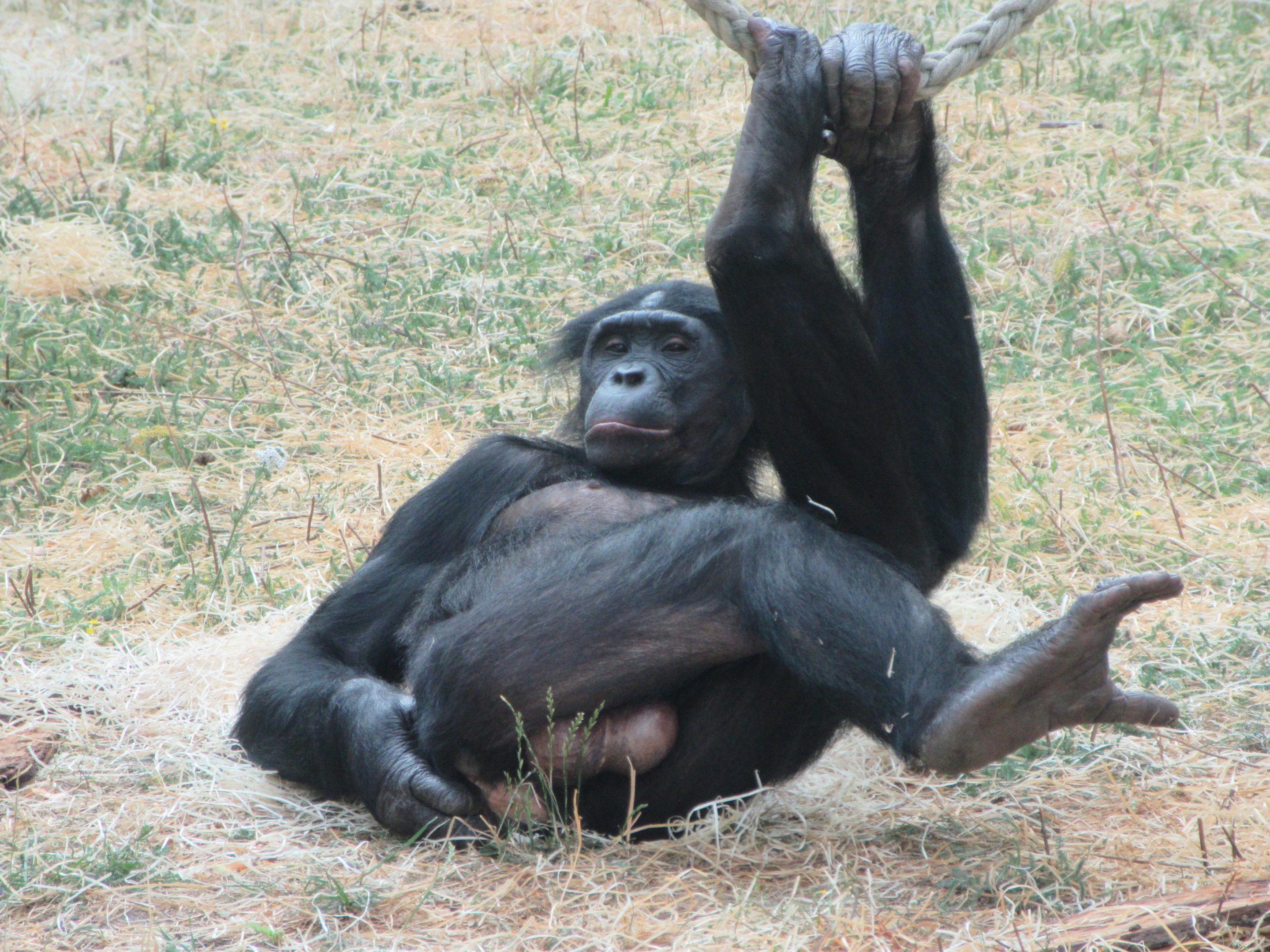 Bonobo
