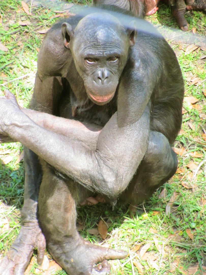 Bonobo