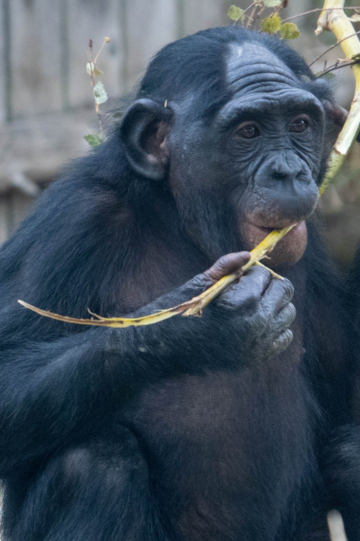 Bonobo