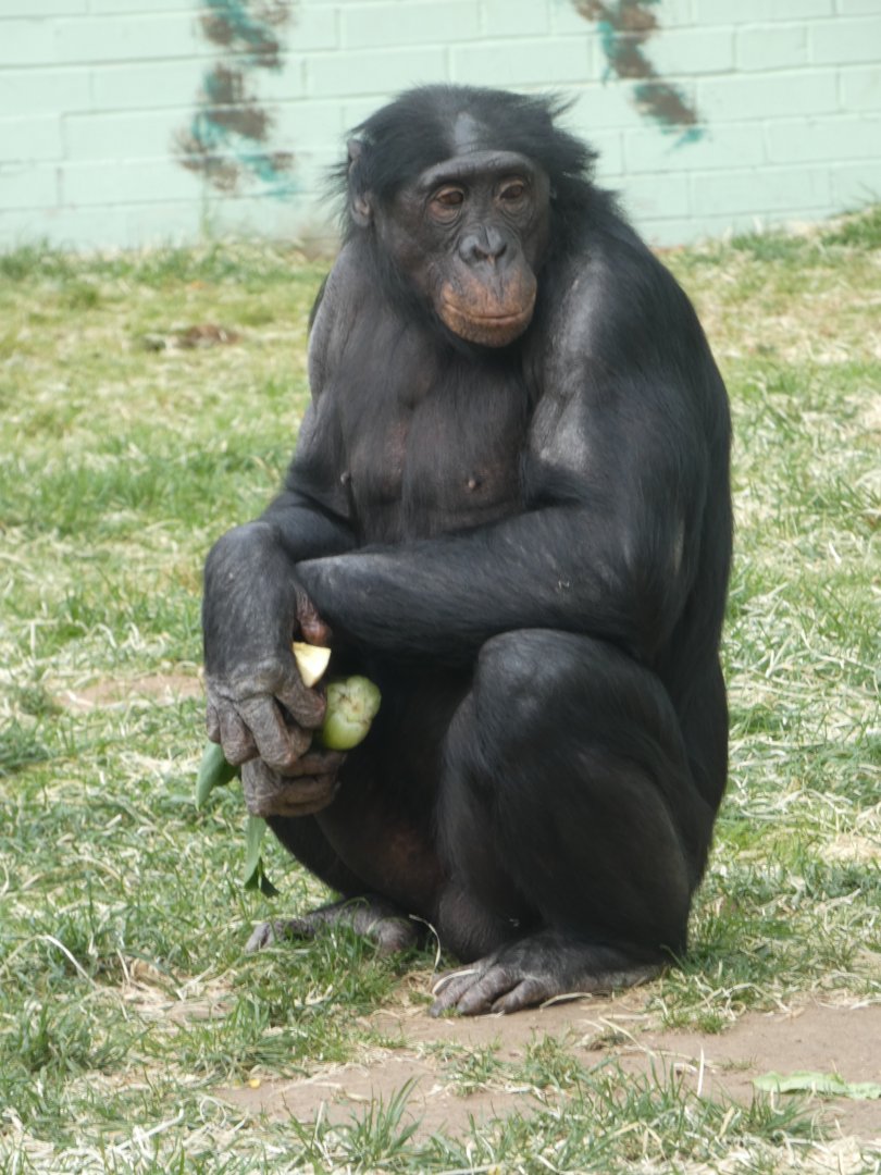Bonobo
