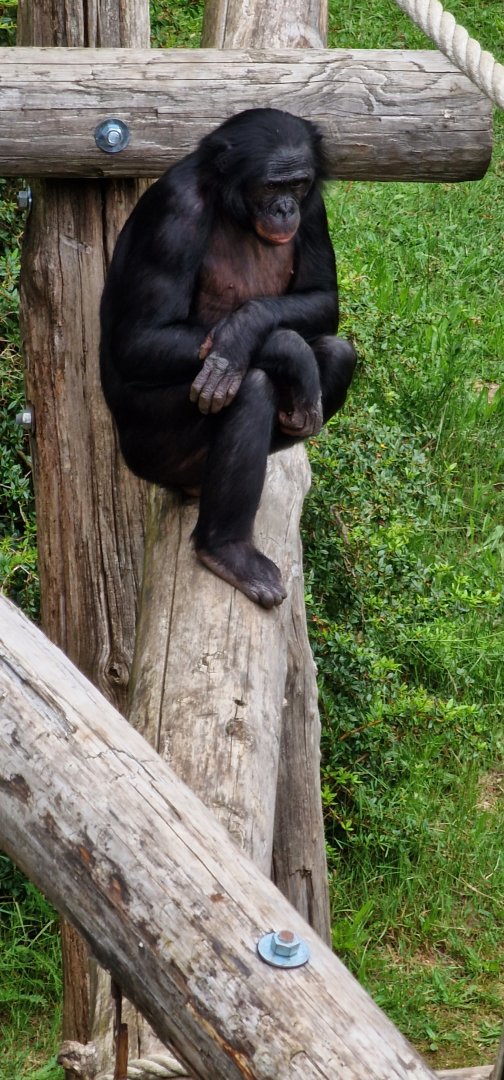 Bonobo