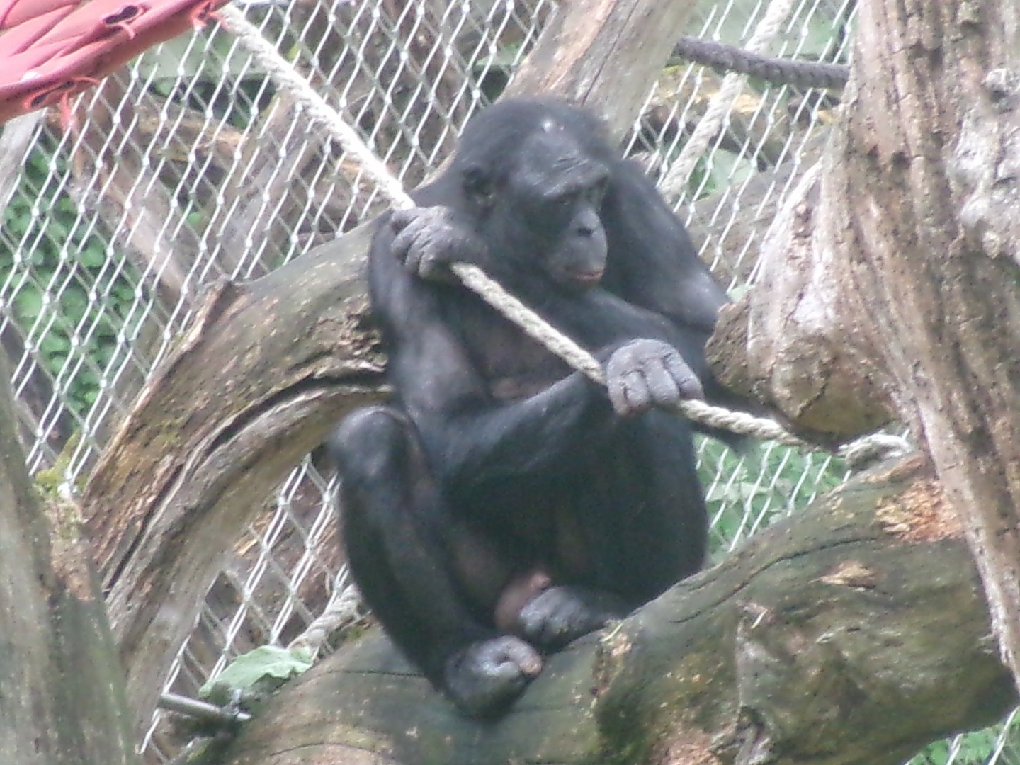 Bonobo