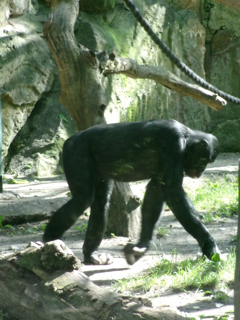 Bonobo