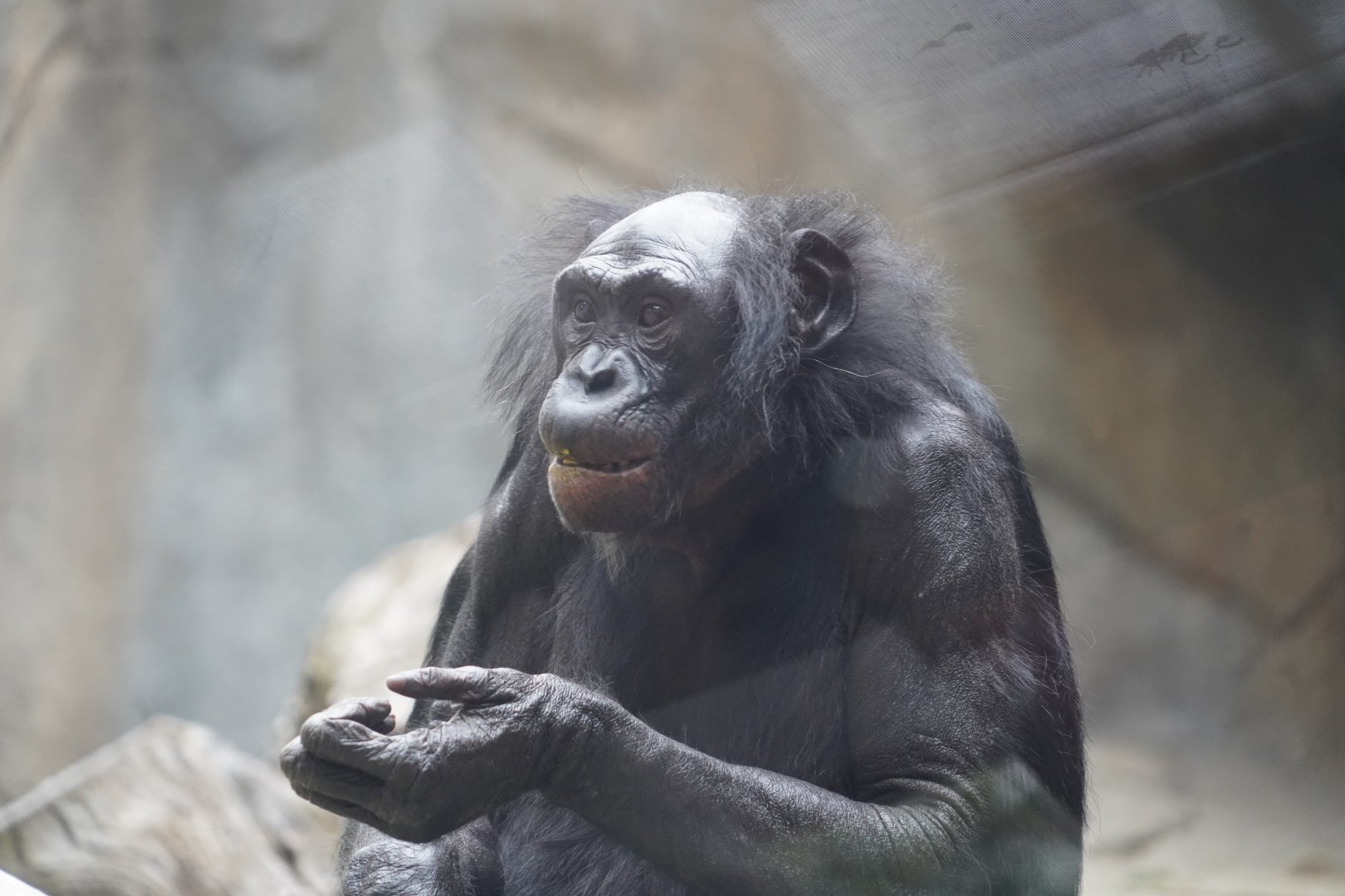 Bonobo
