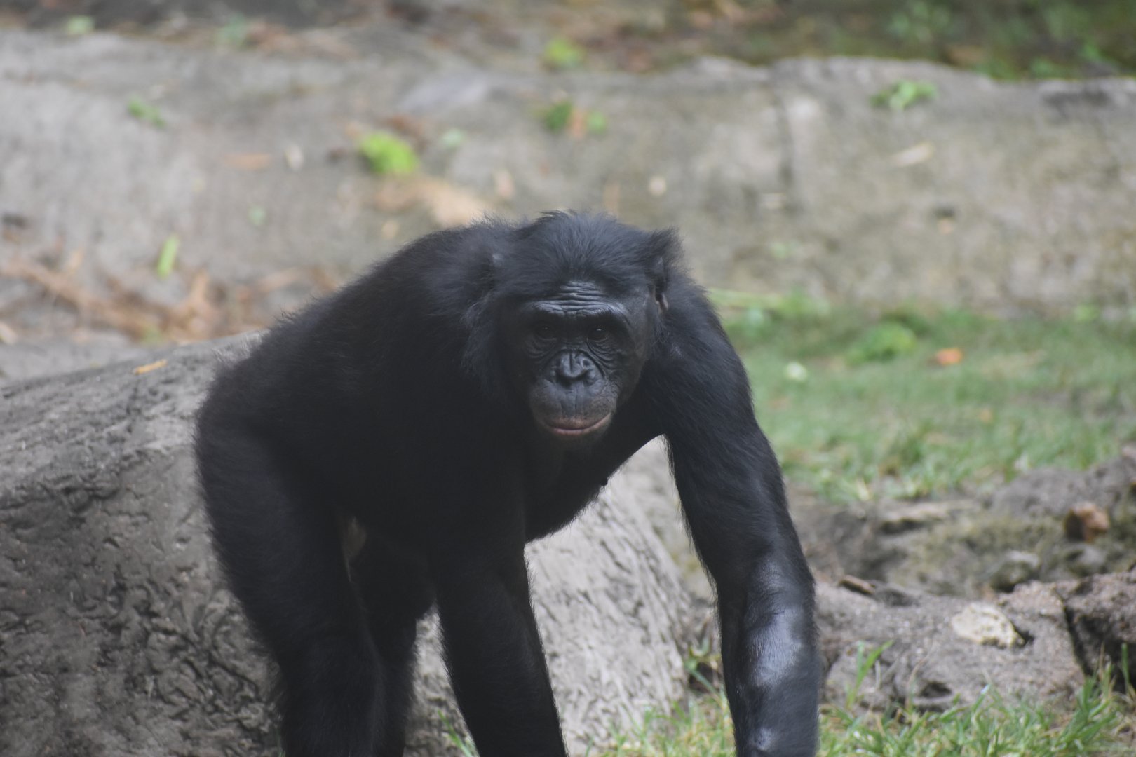 Bonobo