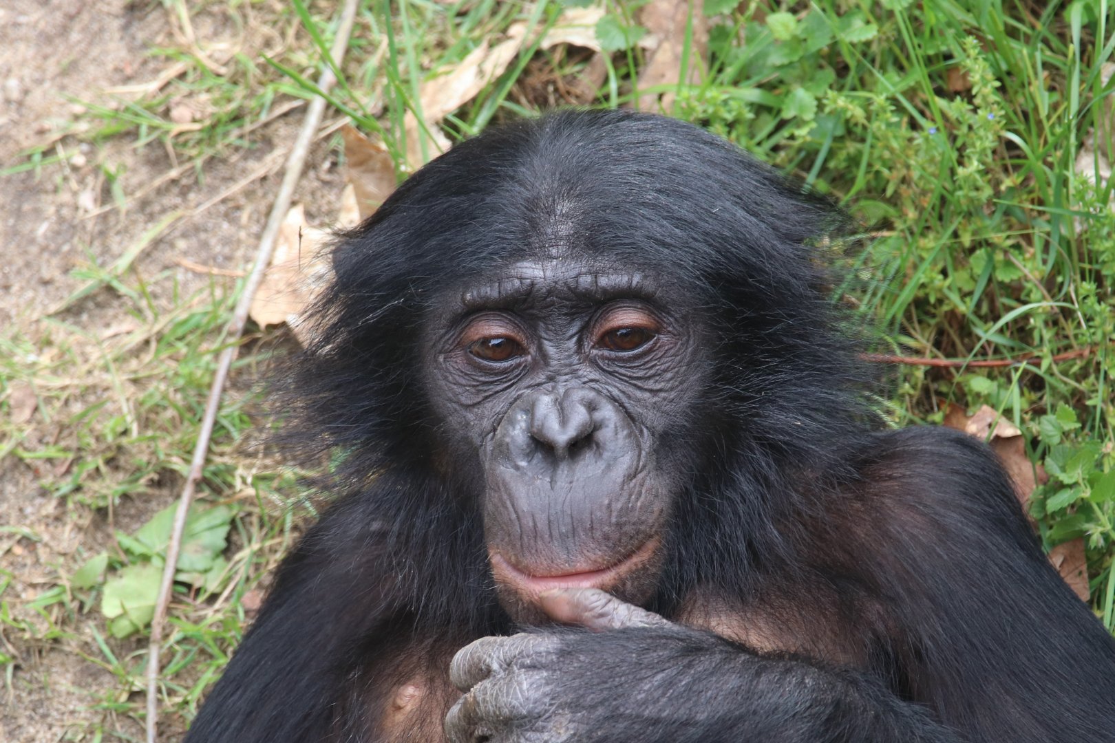 Bonobo