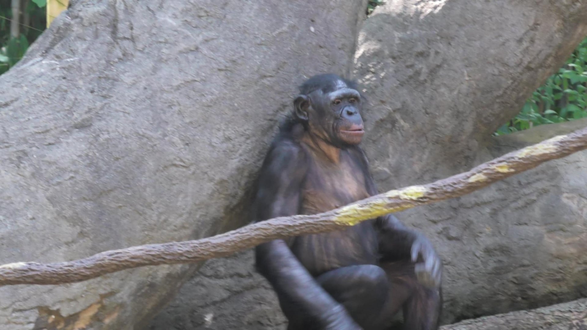 Bonobo