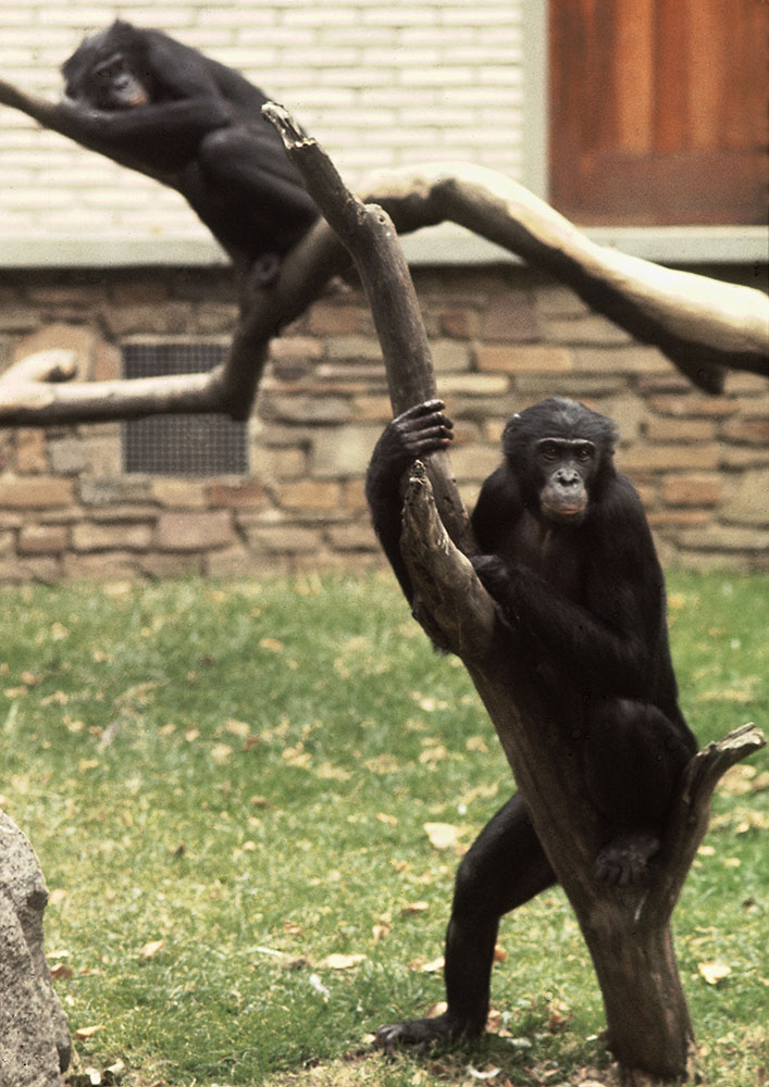 Bonobos 1973