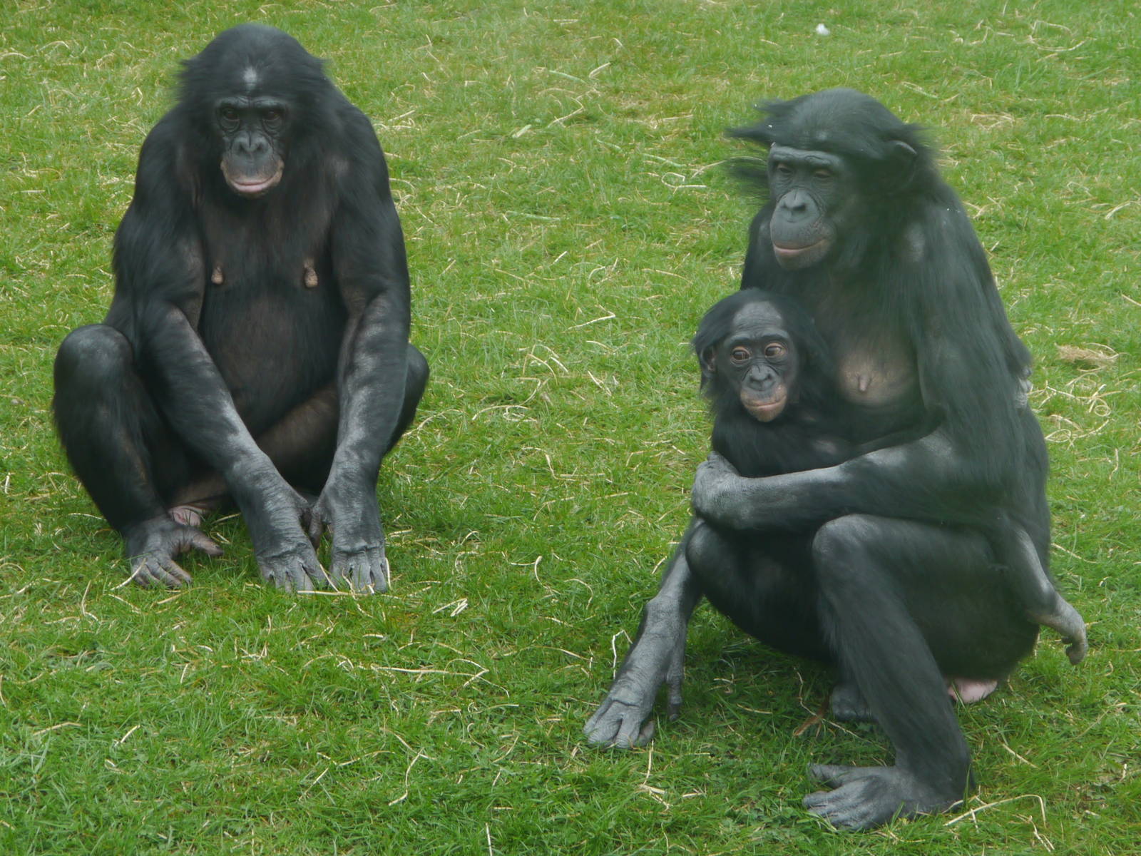 Bonobo's - 28/4/2013