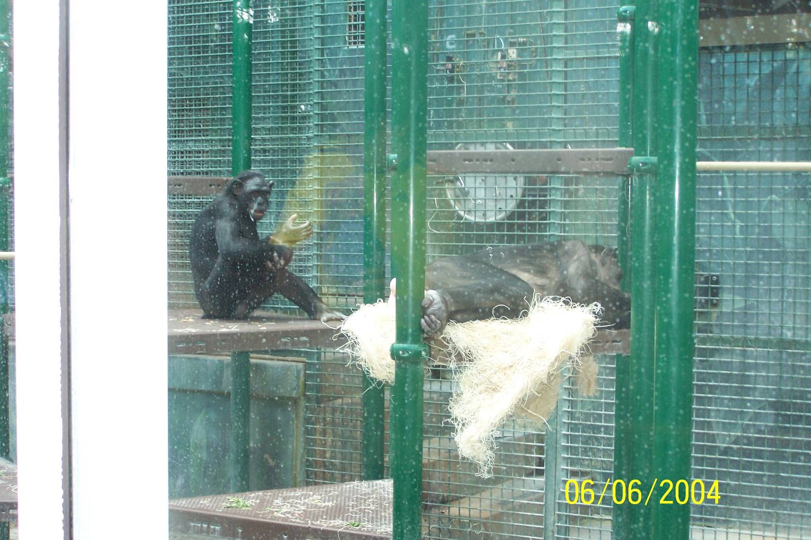 Bonobos ~ African Forest