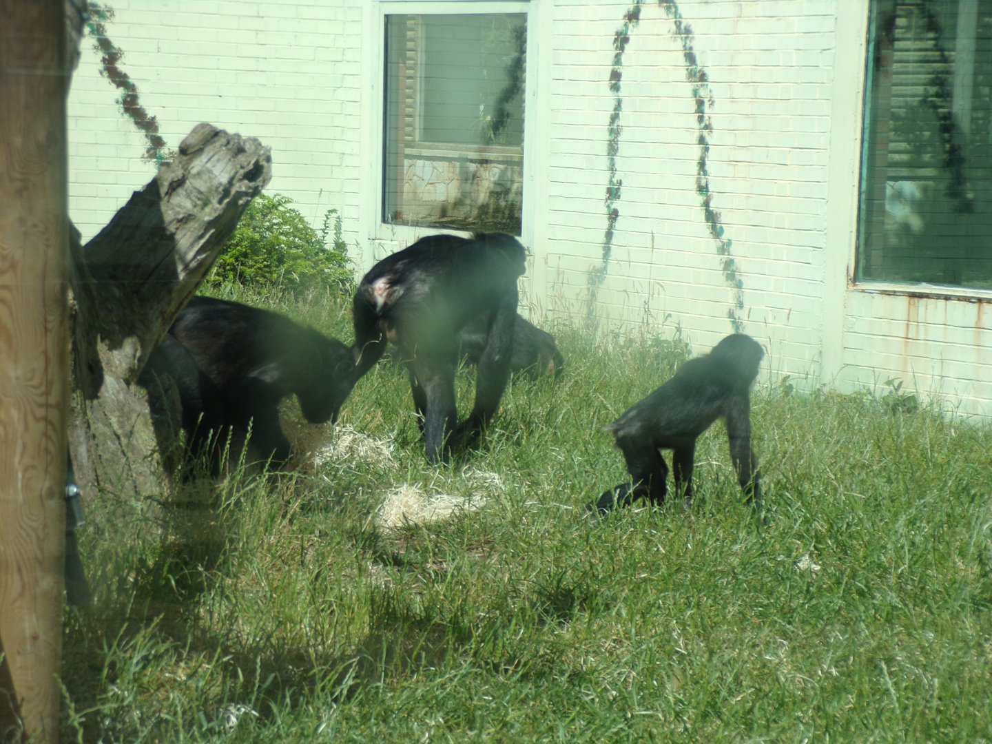 Bonobos and youngsters 7.7.24