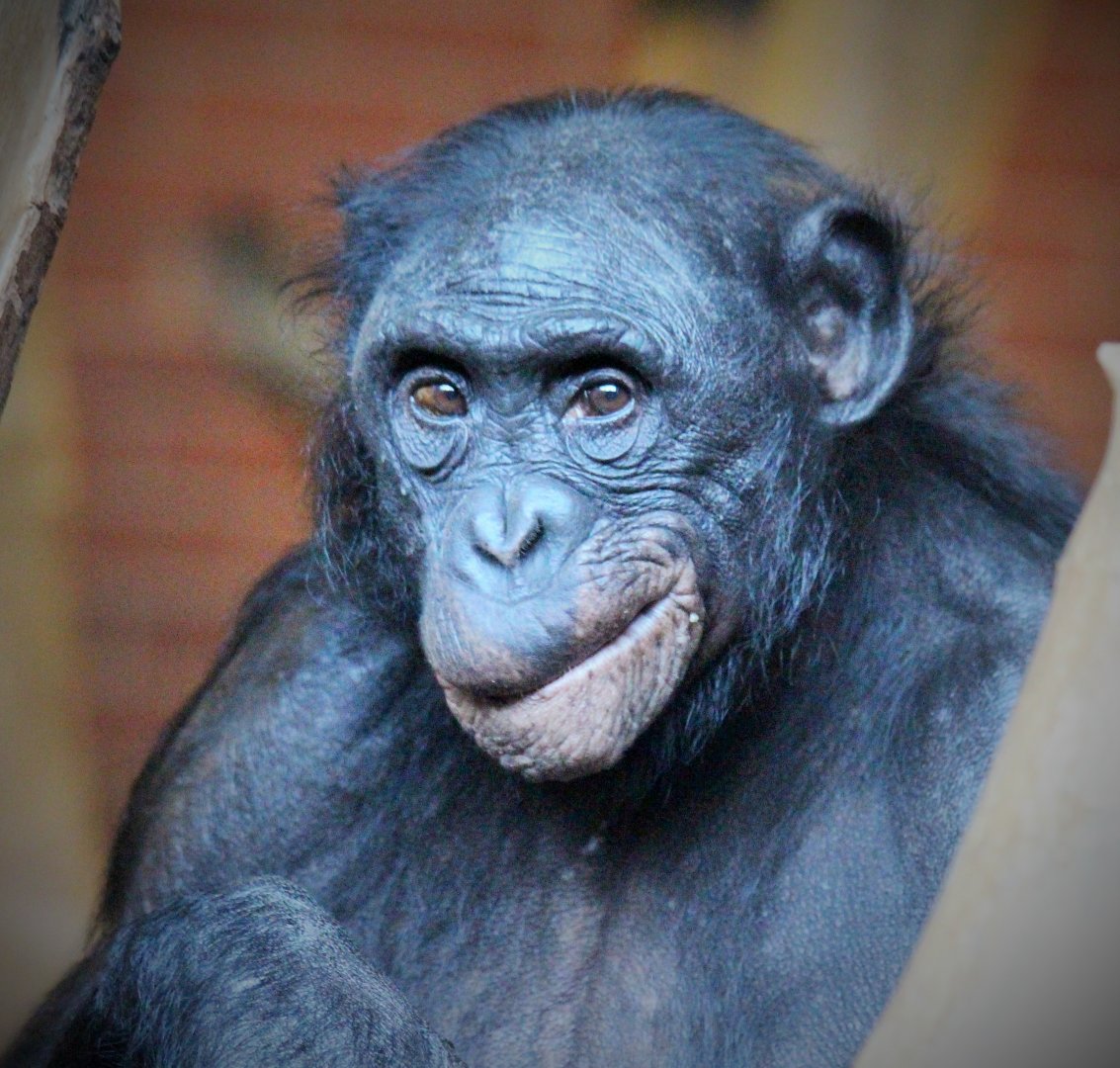 Bonobos at Twycross - Diatou