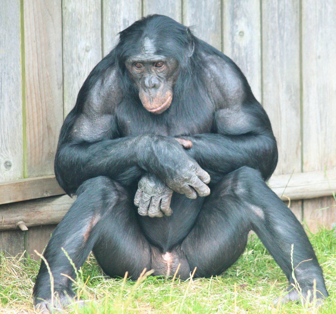 Bonobos at Twycross - Keke