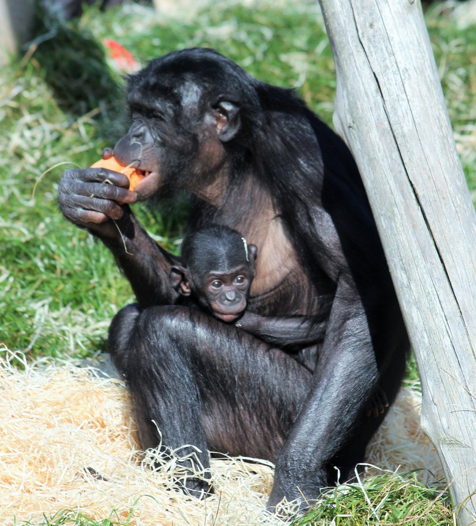Bonobos at Twycross - Likemba abd baby Lola (2 of 2)
