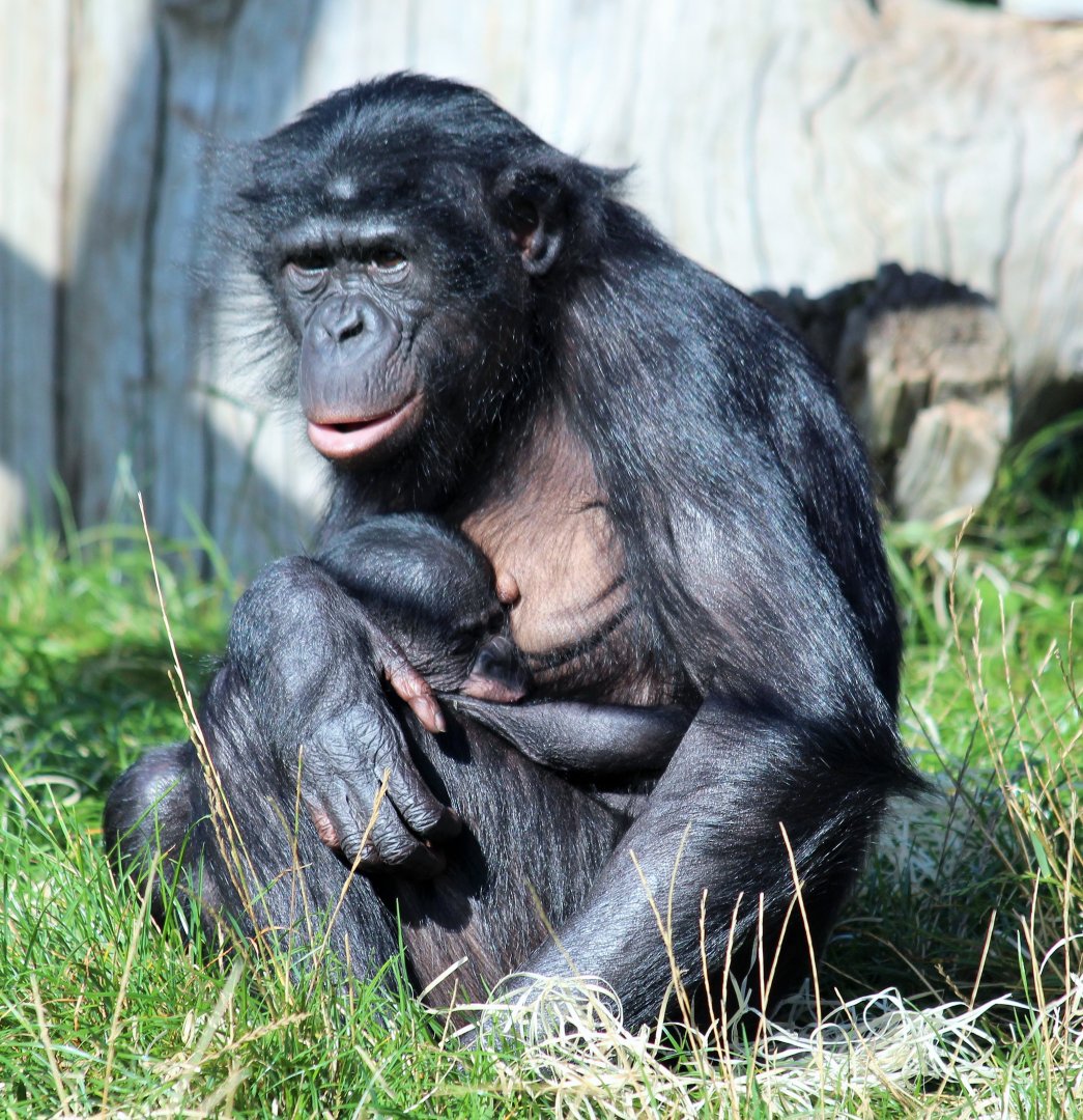 Bonobos at Twycross - Likemba and baby Lola (1 of 2)