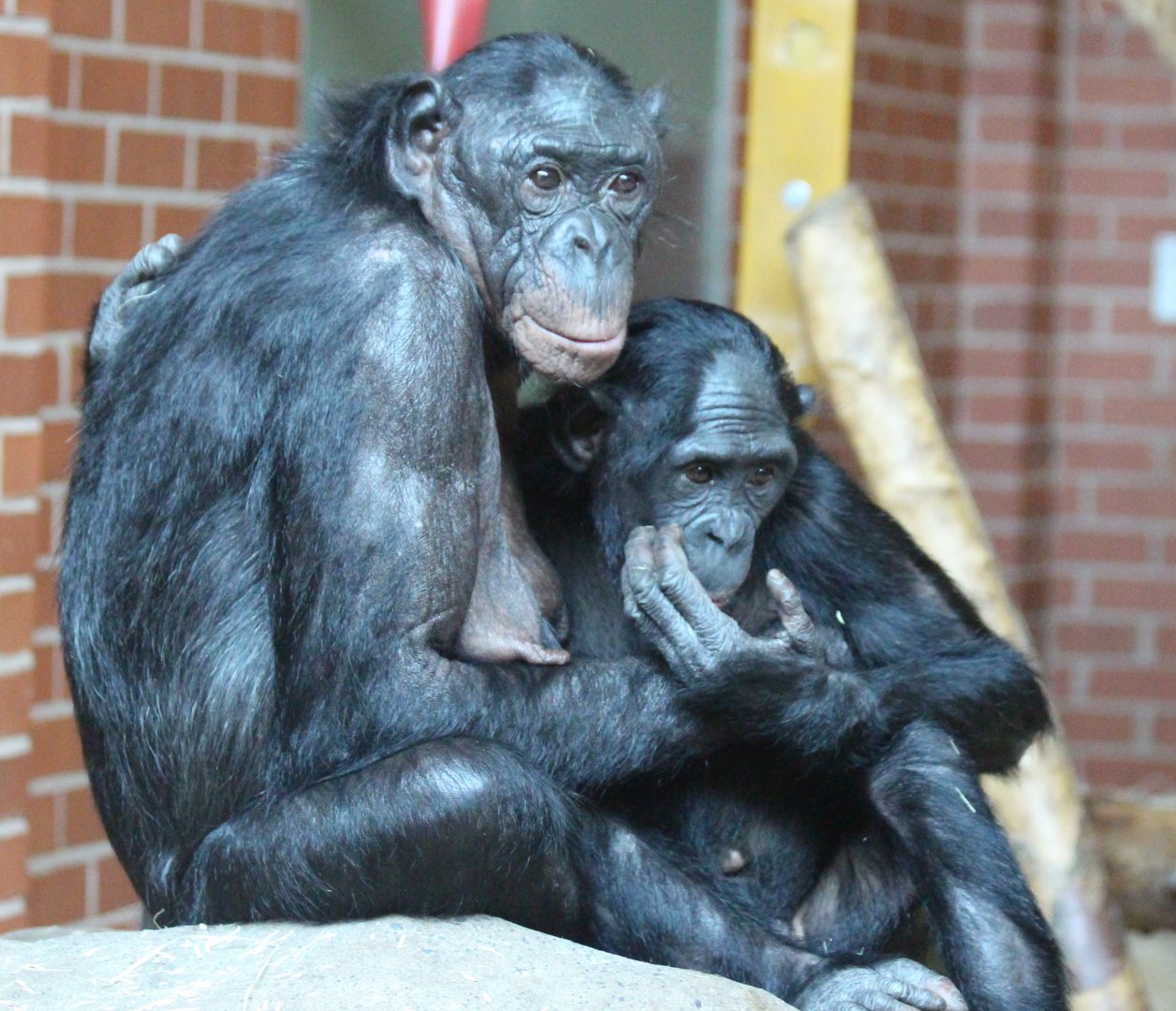 Bonobos at Twycross - Lina and Rubani