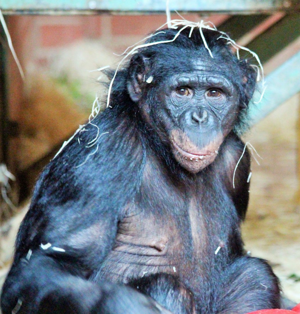 Bonobos at Twycross - Lopori