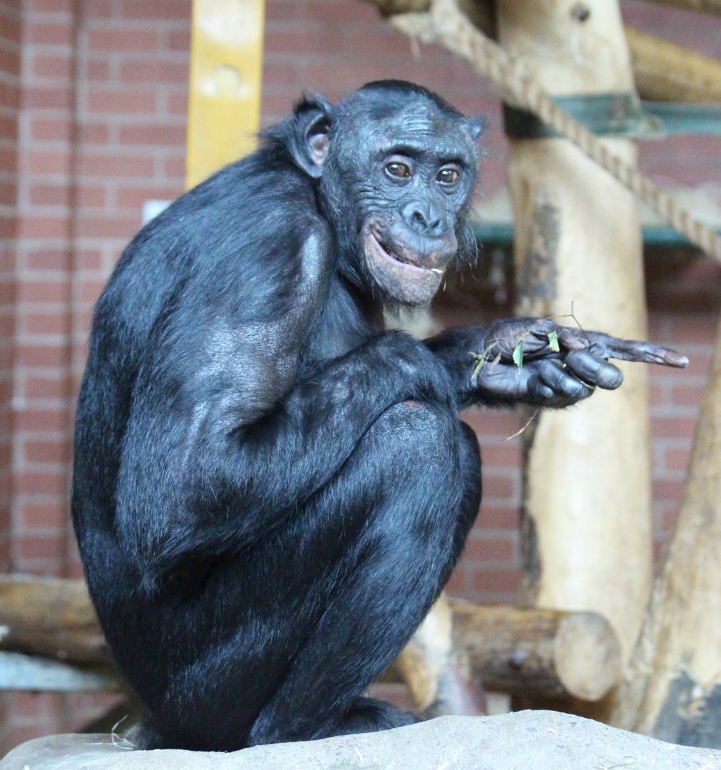 Bonobos at Twycross - Louisoko