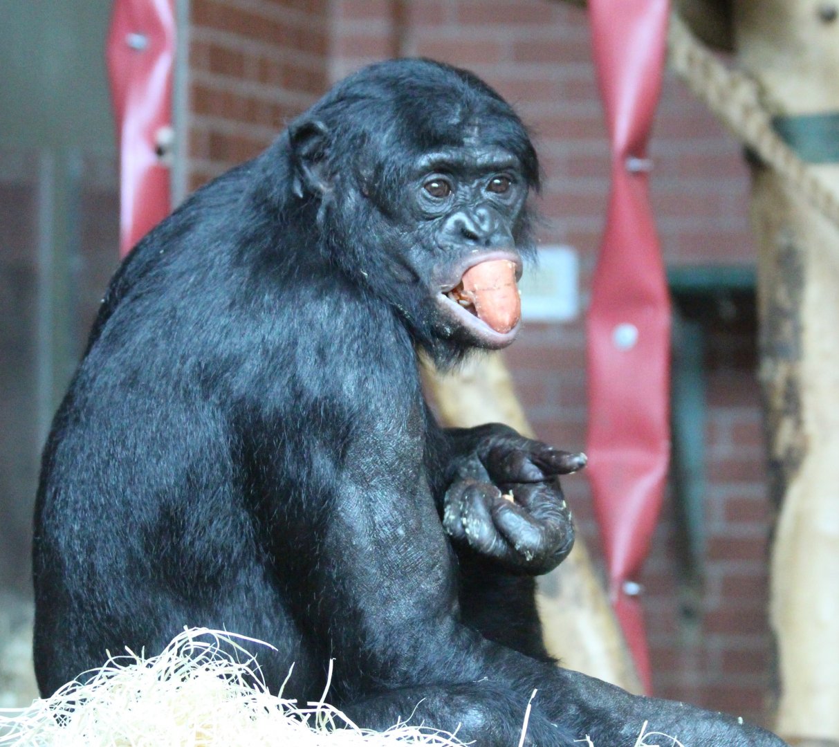 Bonobos at Twycross - Lucuma