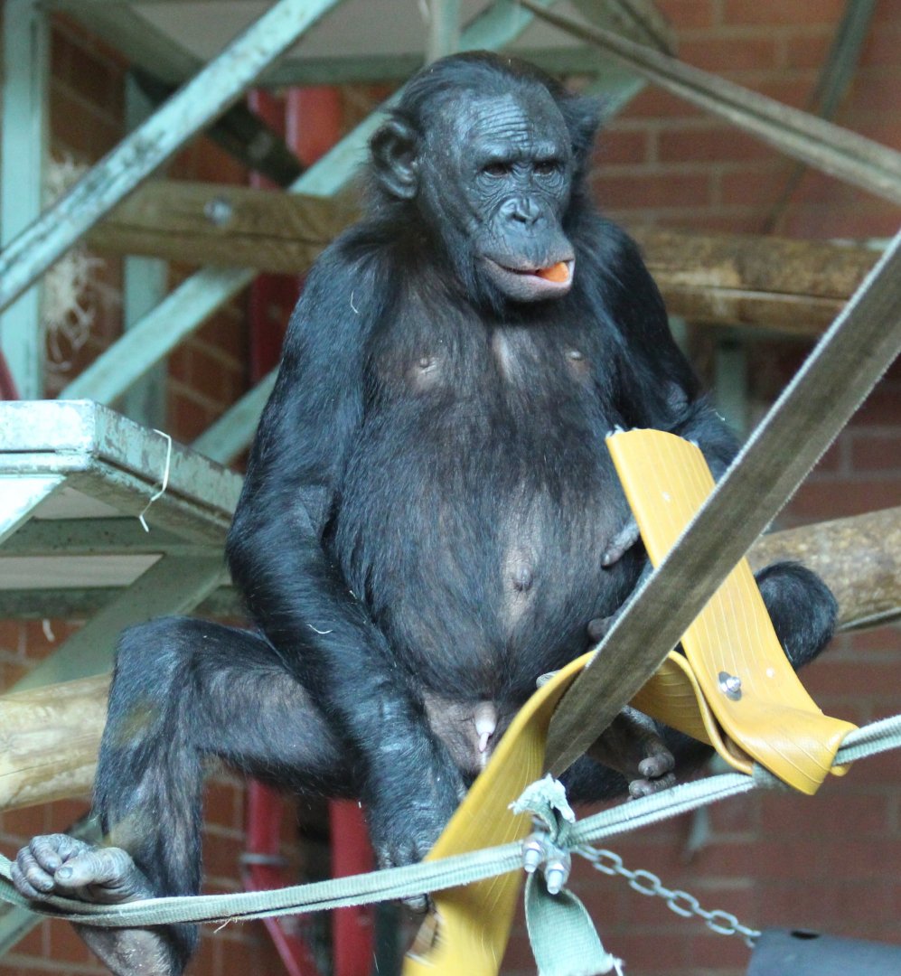 Bonobos at Twycross - Ndeko