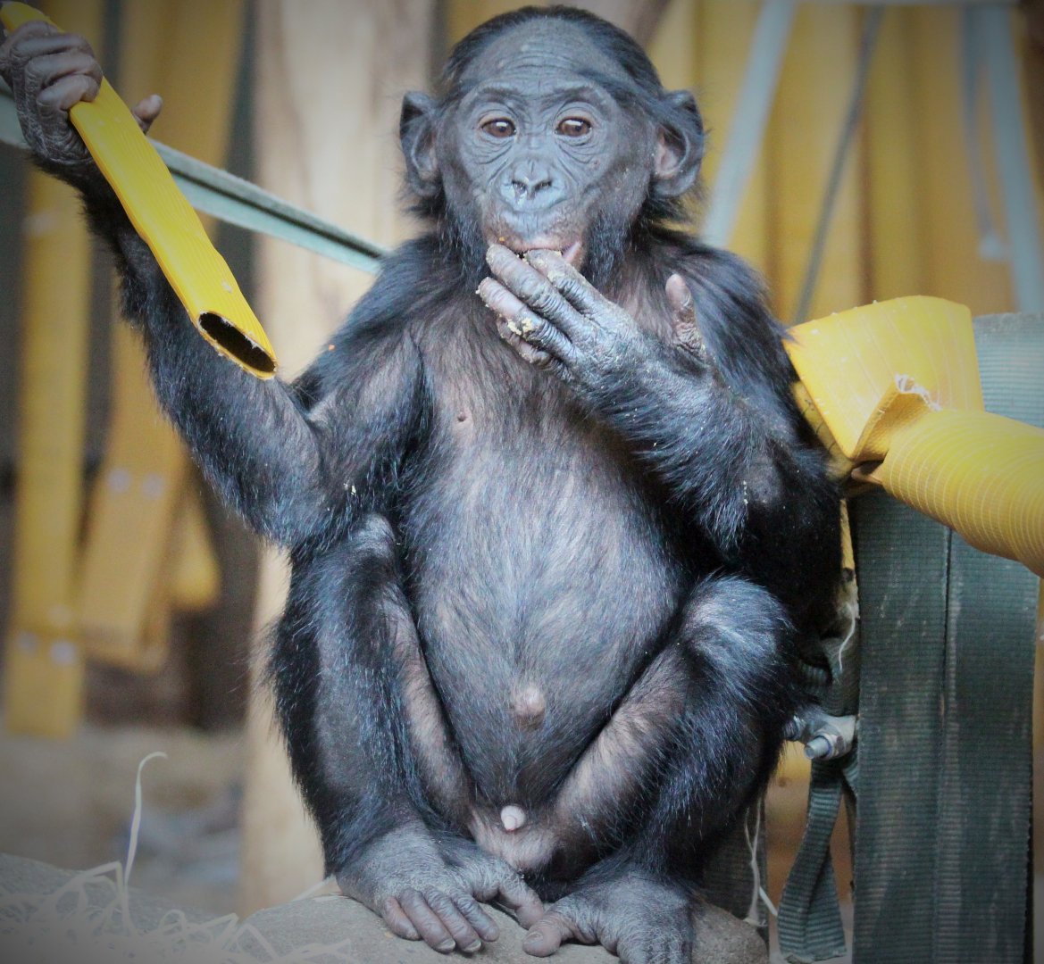 Bonobos at Twycross - Rubani