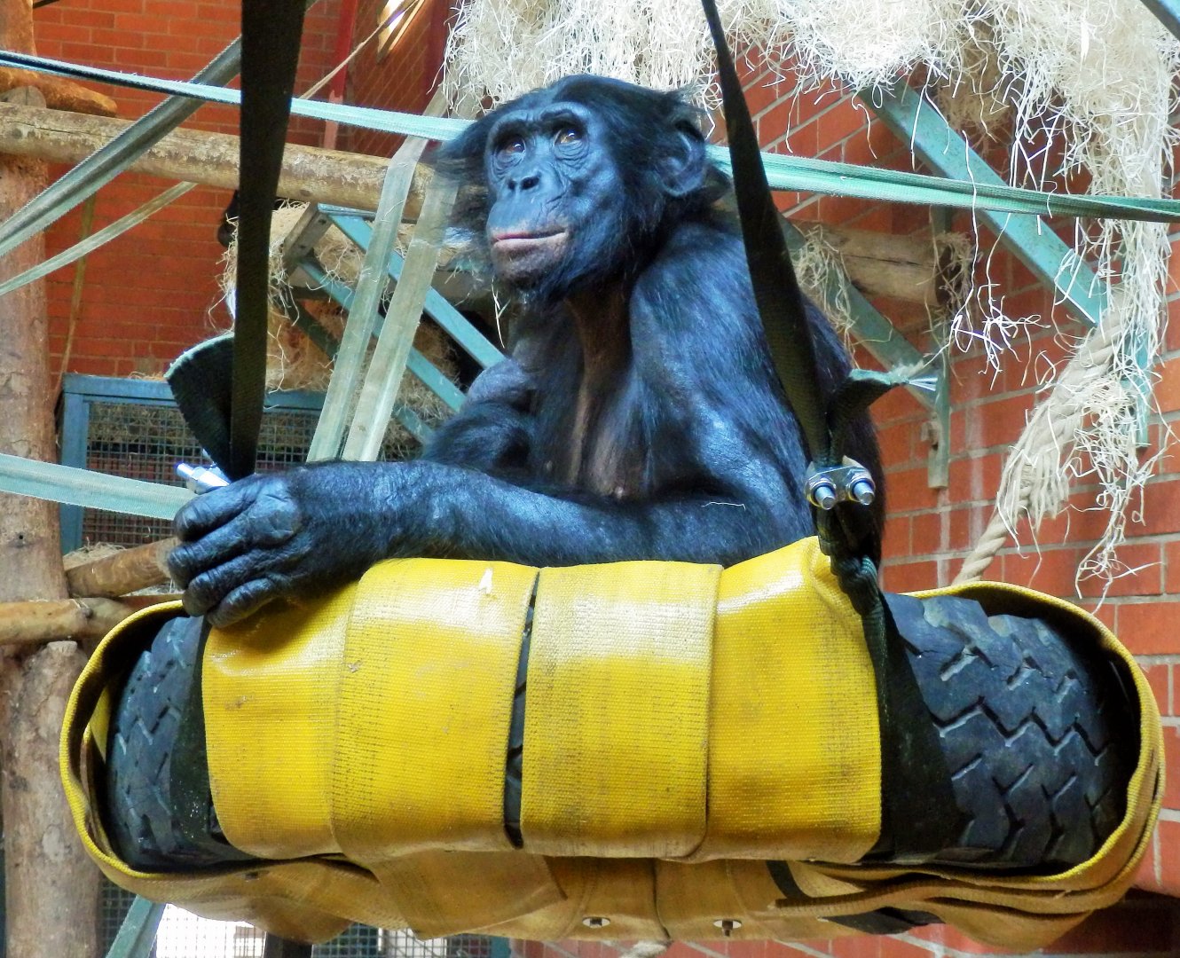 Bonobos at Twycross - Winton