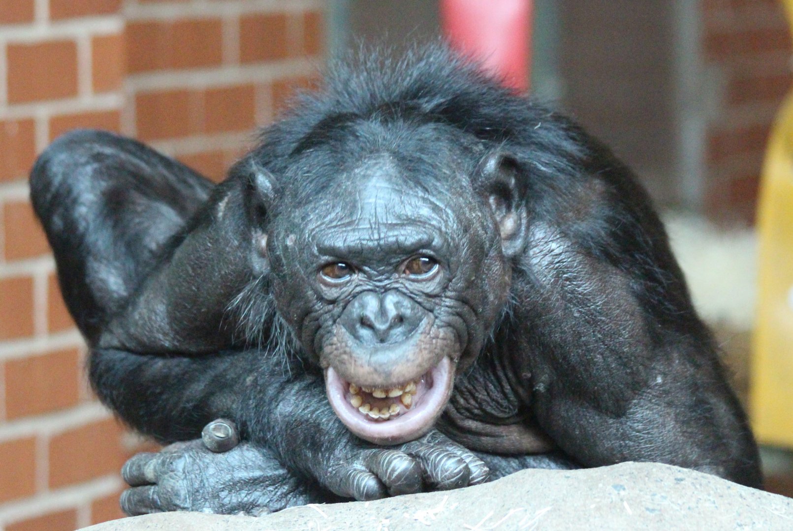 Bonobos at Twycross