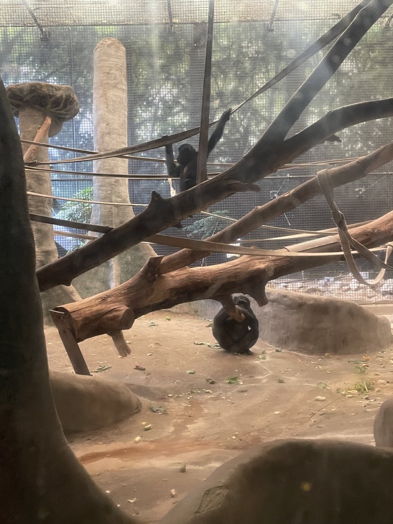 Bonobos Climbing (6/23/21)