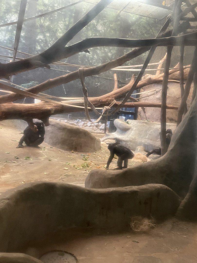 Bonobos Foraging (6/23/21)