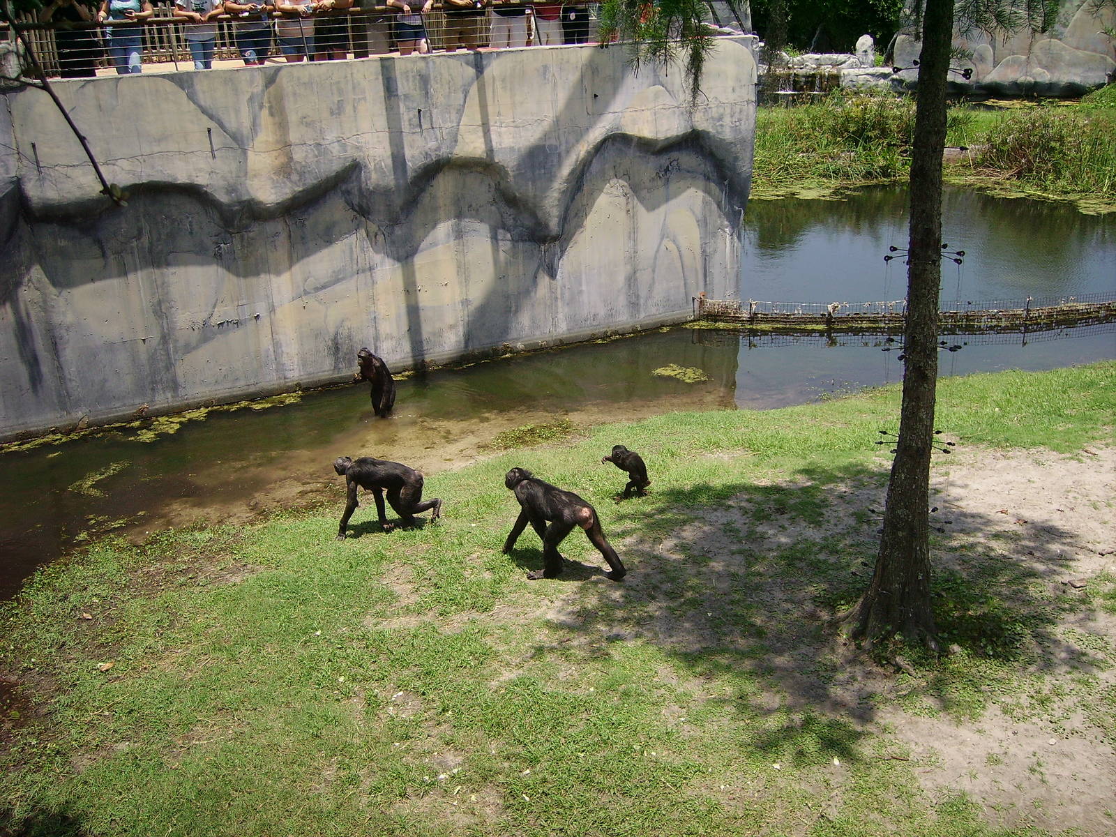Bonobos - Great Apes of the World