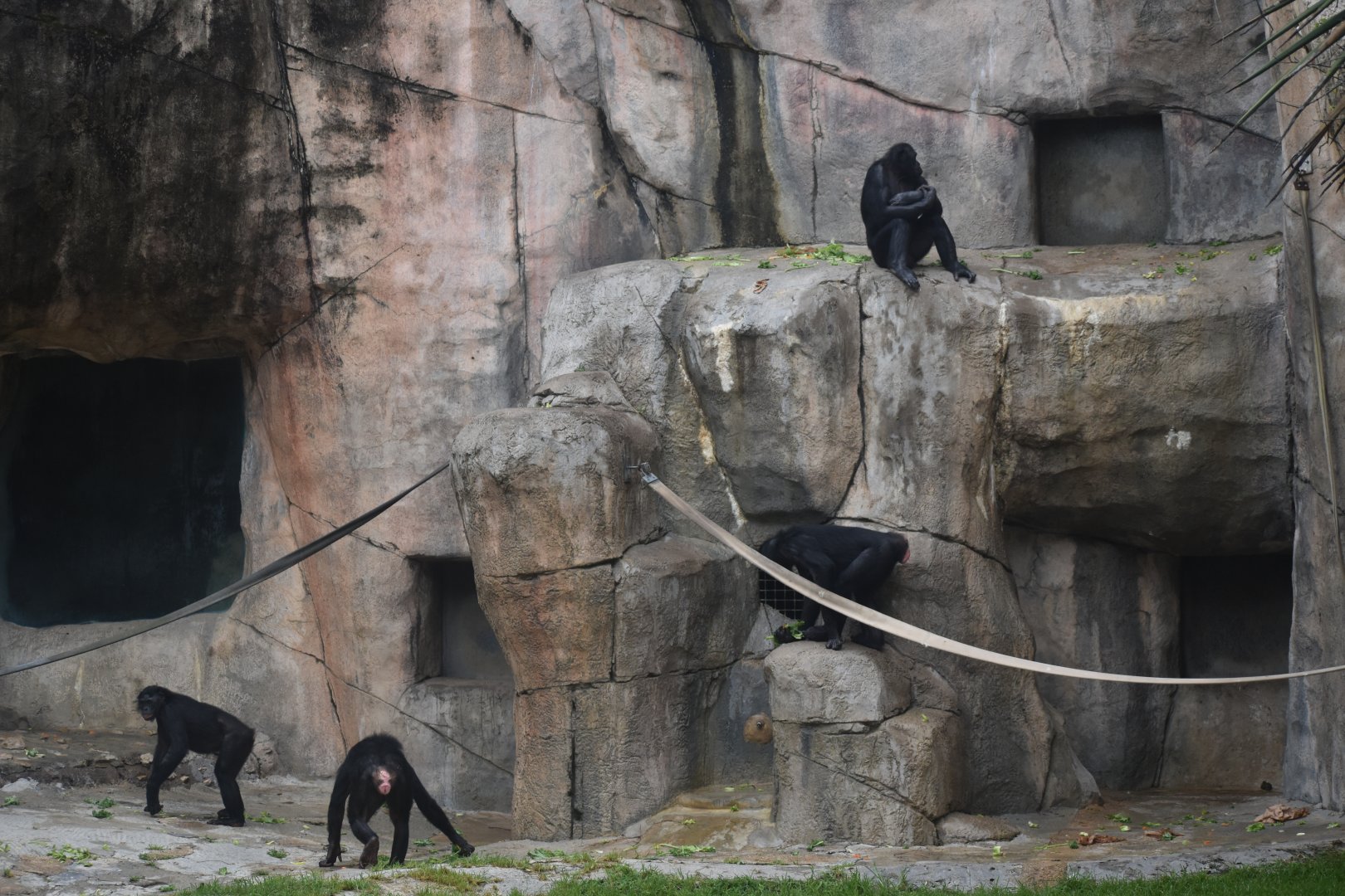 Bonobos Hanging Out