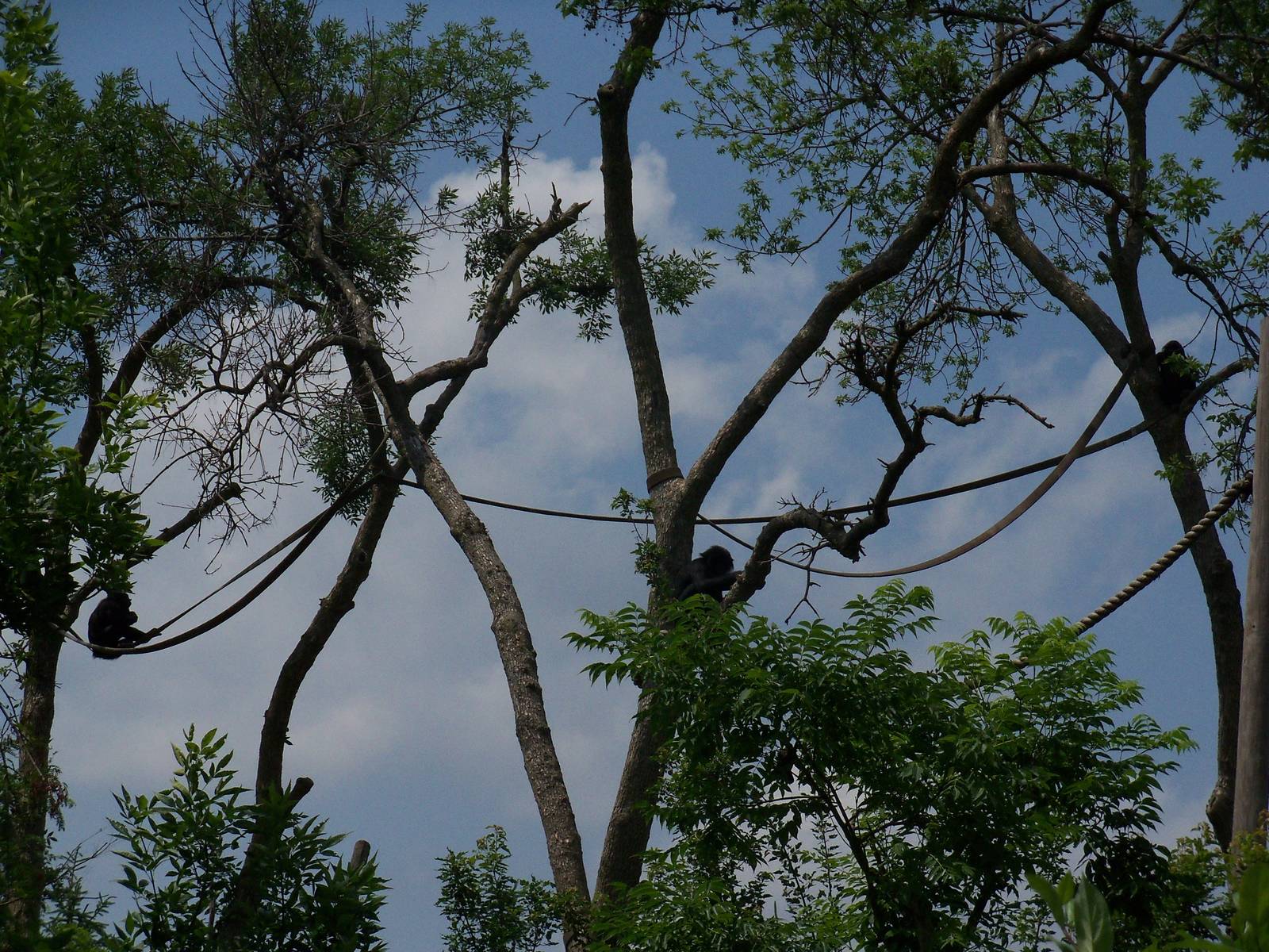 Bonobos in Trees