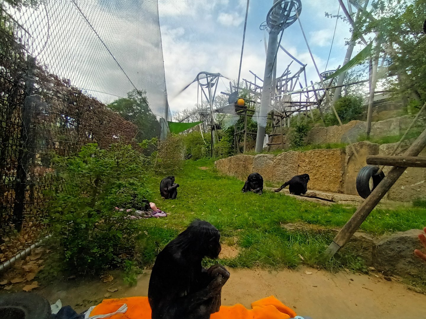 Bonobos inside their Outdoor Enclosure