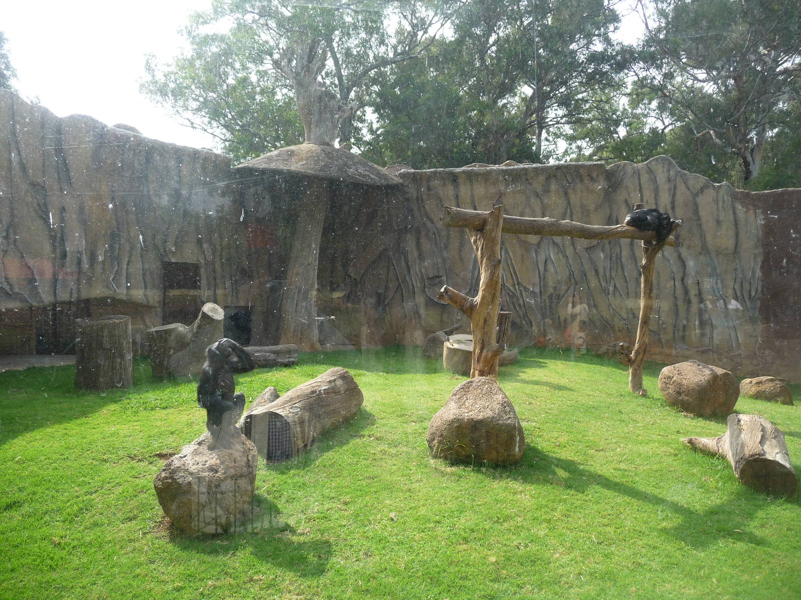 bonobos morelia zoo