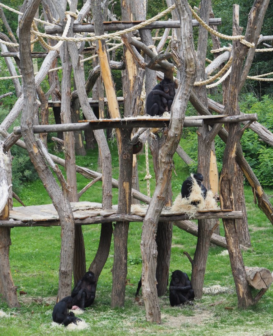 Bonobos on new climbing structures, 2020-07-14