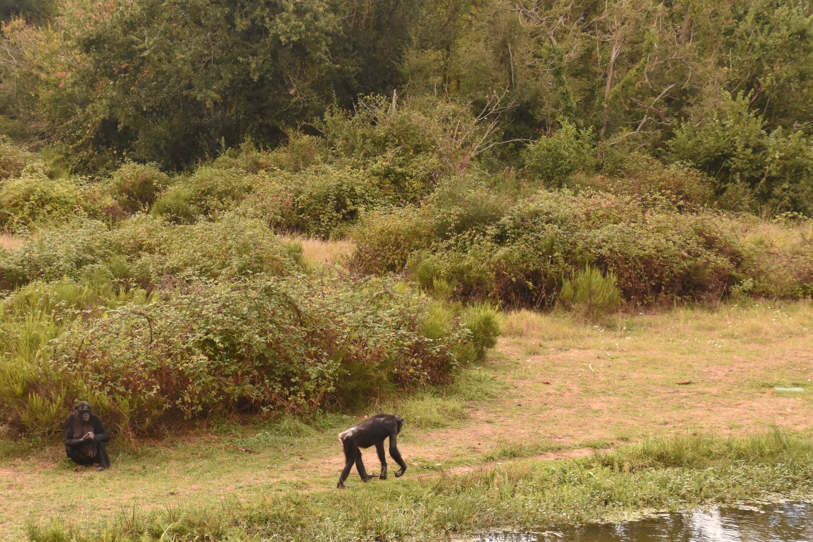 Bonobos on their island
