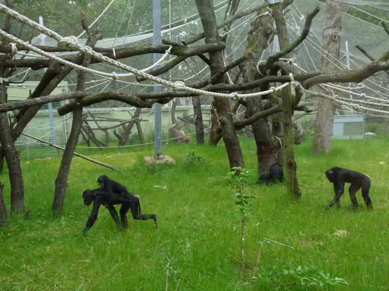Bonobos outdoors